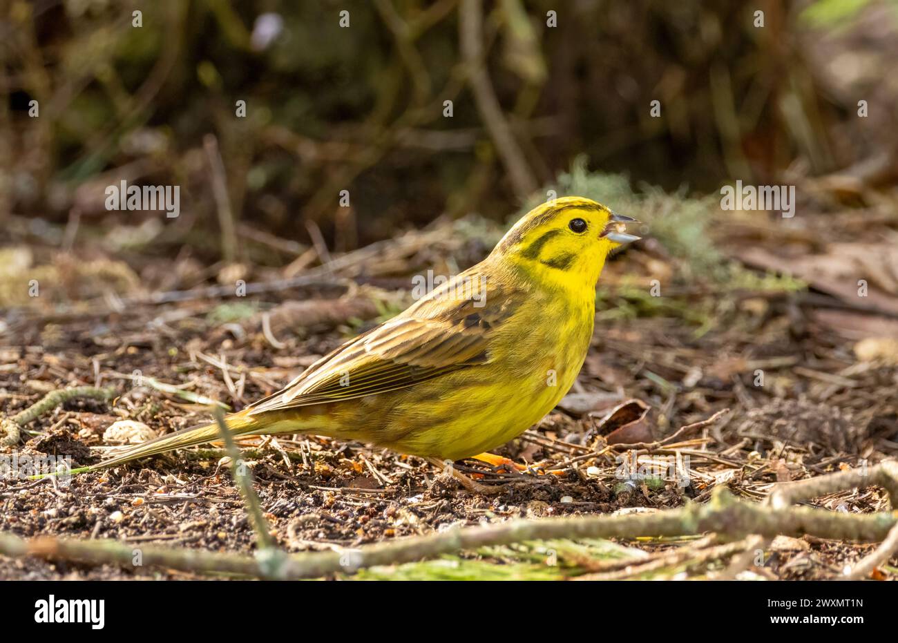 Un martello giallo maschio dai colori vivaci che raccoglie il cibo dal pavimento della foresta Foto Stock