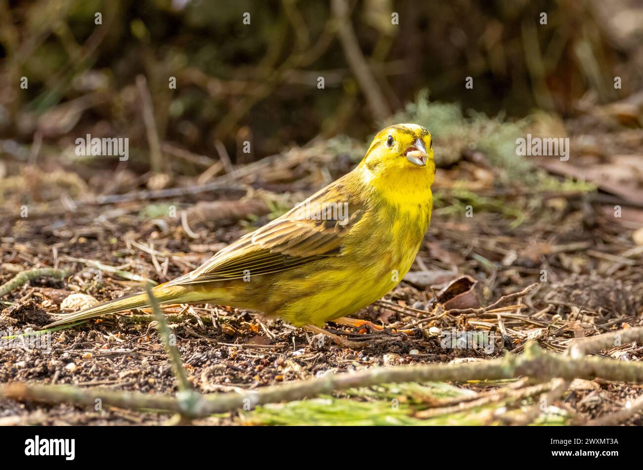 Un martello giallo maschio dai colori vivaci che raccoglie il cibo dal pavimento della foresta Foto Stock