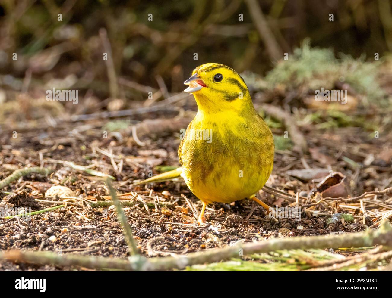 Un martello giallo maschio dai colori vivaci che raccoglie il cibo dal pavimento della foresta Foto Stock