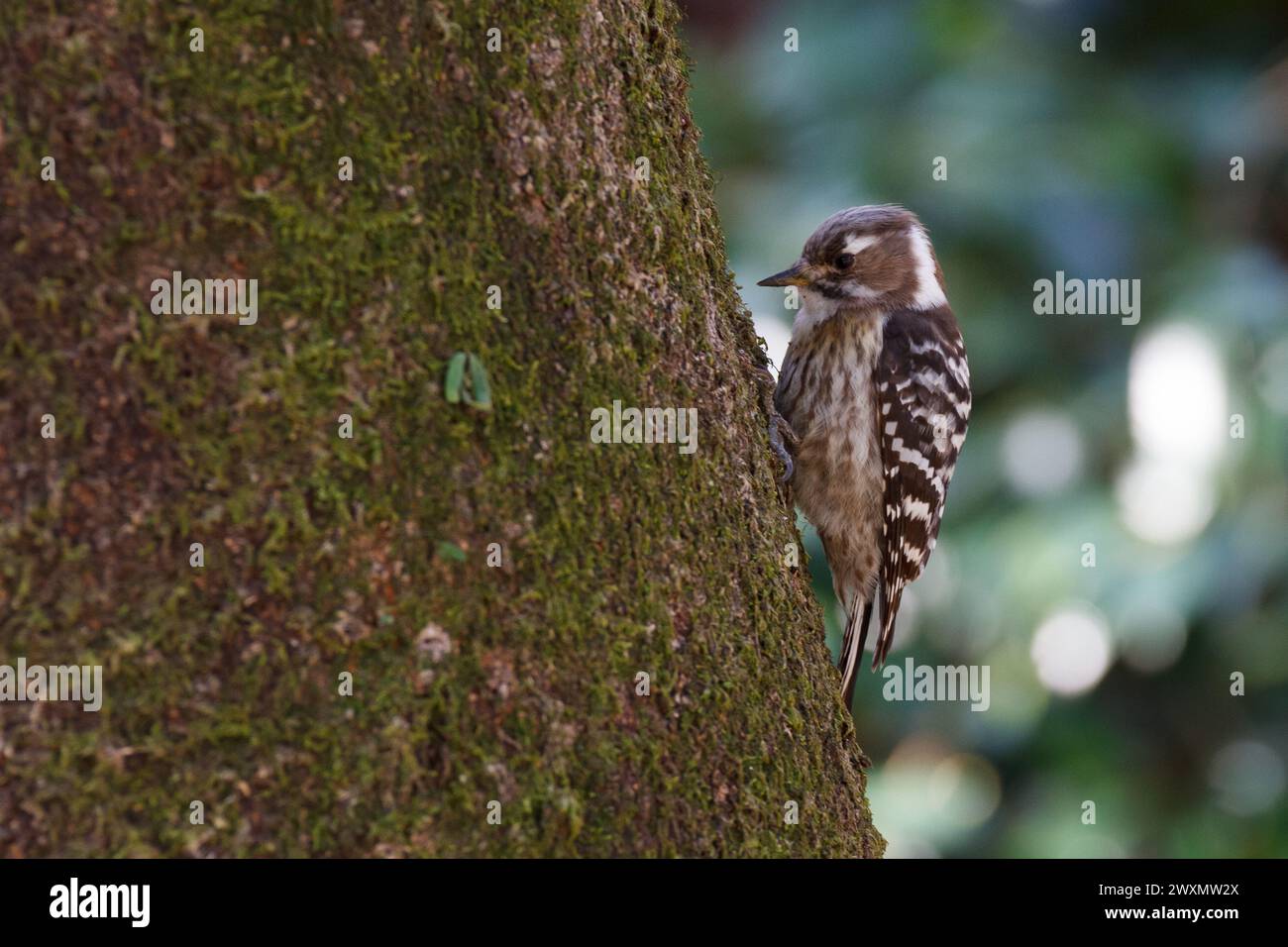 Un picchio pigmeo giapponese (Yungipicus kizuki) su un albero in apark a Kanagawa, Giappone. Foto Stock