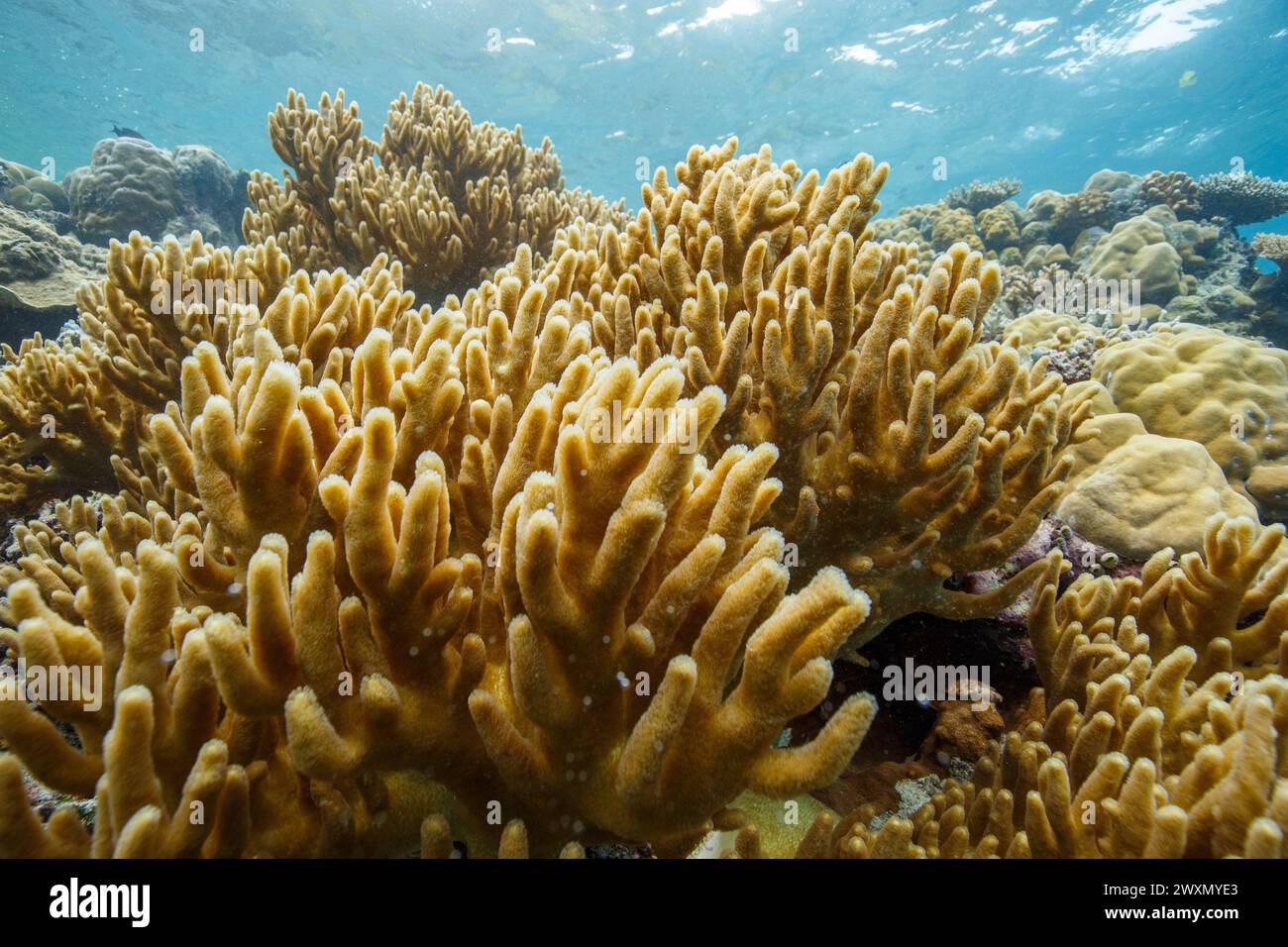 I bellissimi coralli giallastri illuminati dalla luce del sole Foto Stock