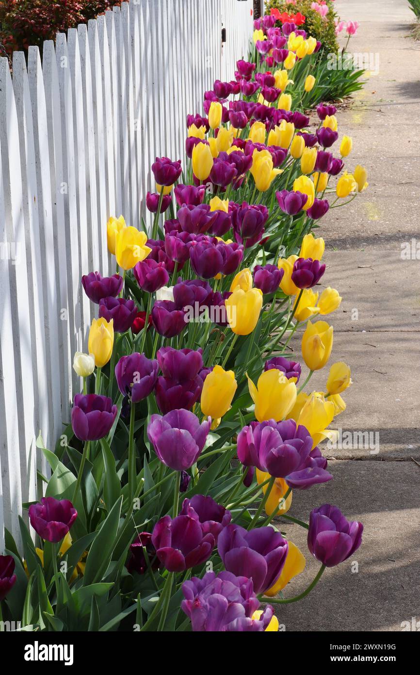 Visualizzazione dei tulipani lungo la fence a picchetto Foto Stock