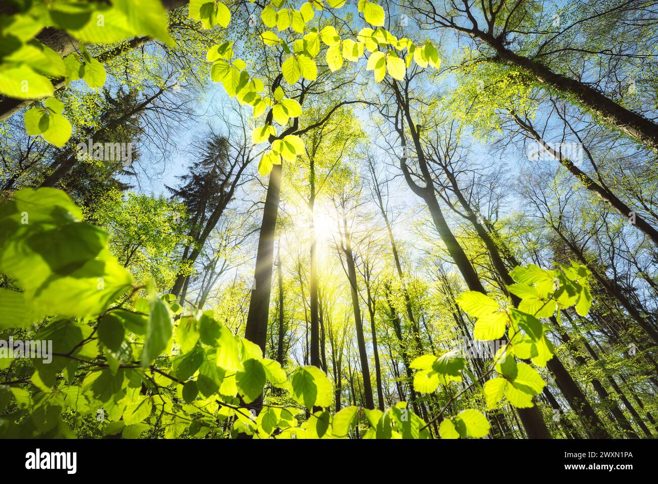 Foglie verdi fresche che crescono verso il sole nel cielo. Foto della natura tranquilla di un baldacchino nel bosco di faggi in primavera Foto Stock