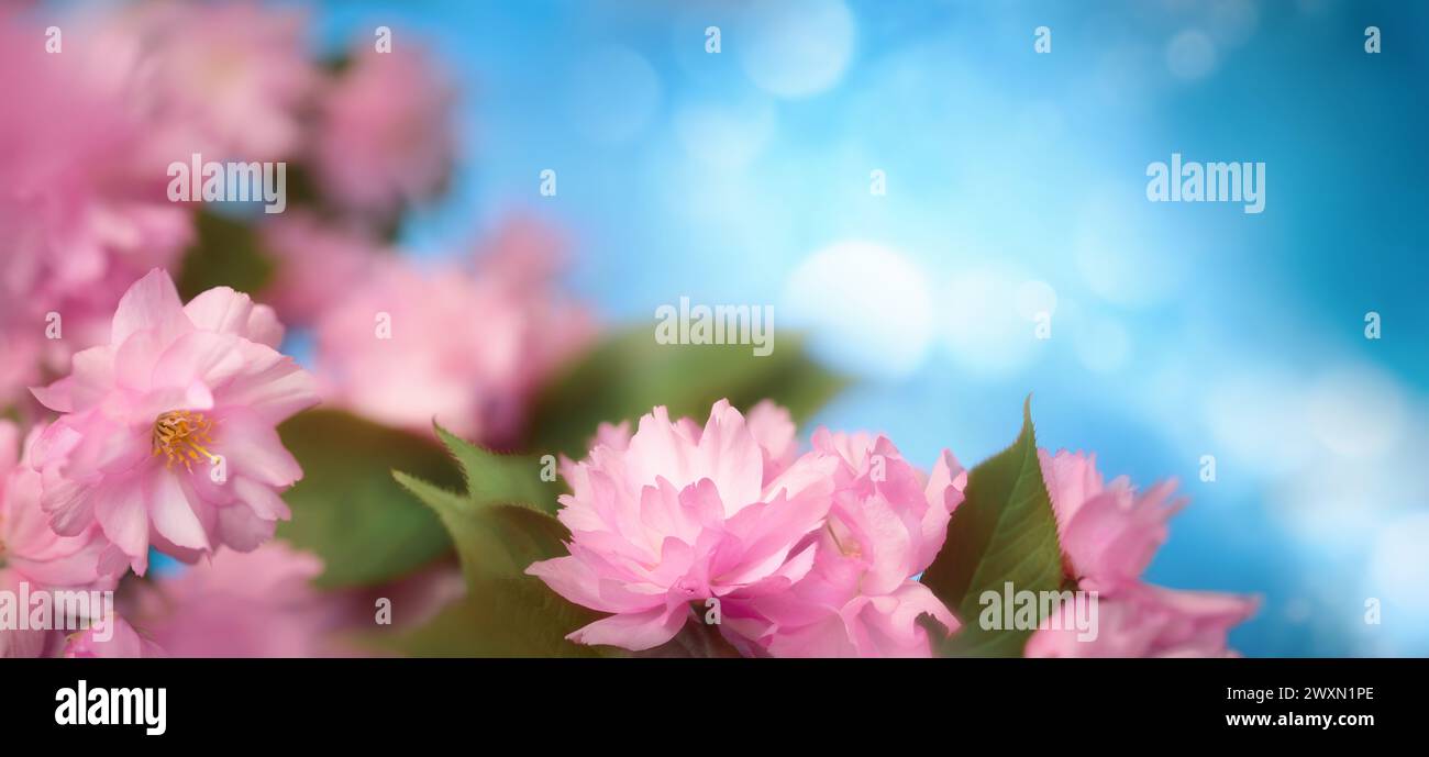 Splendidi fiori di ciliegio rosa con sfondo blu bokeh e spazio per le copie, lussureggiante foto floreale in formato panorama Foto Stock