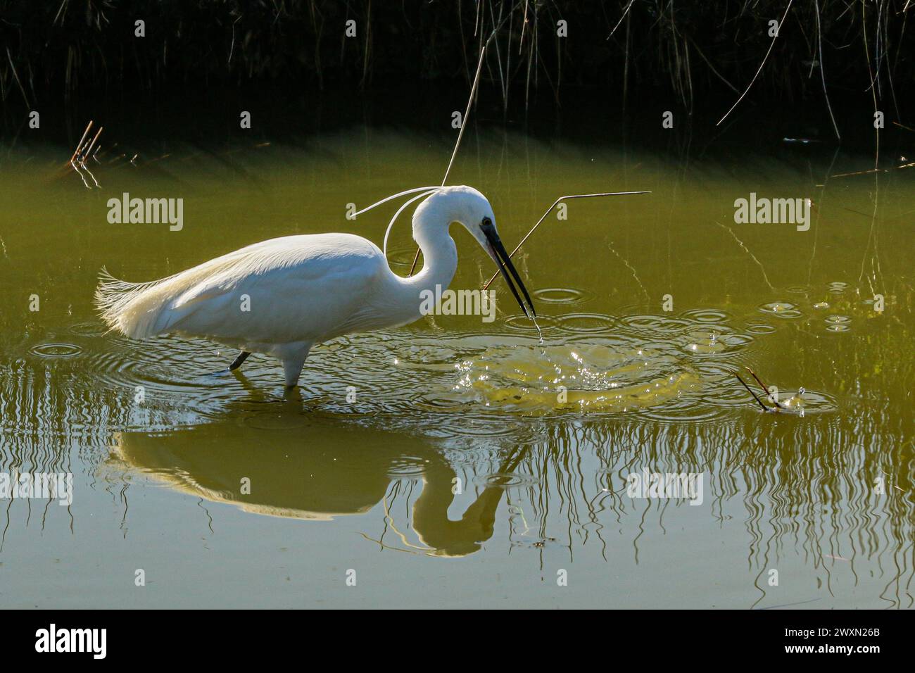 Piccola egretta di pesca, réserve ornithologique du Teich, dipartimento della Gironda, regione Nouvelle-Aquitaine, Francia sud-occidentale Foto Stock