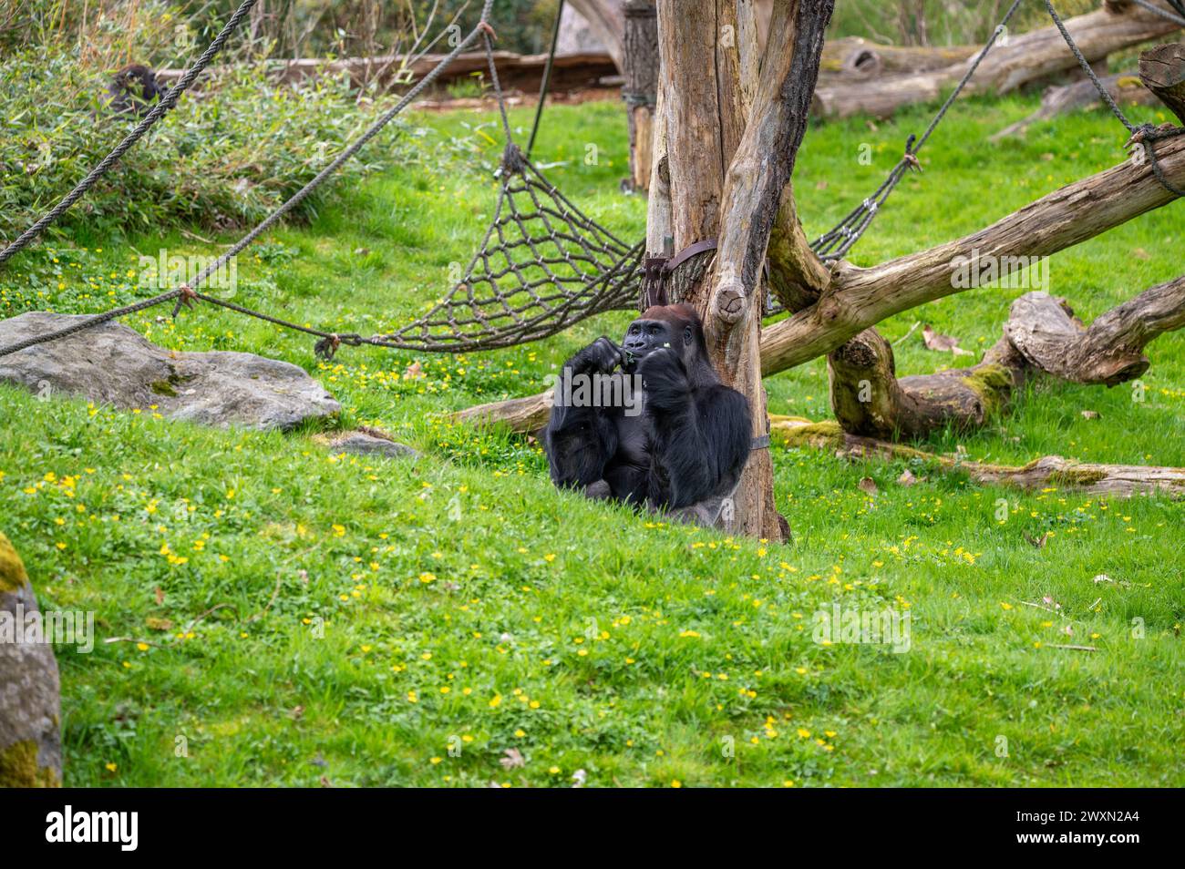 Un gorilla che riposa vicino a un albero mentre sgranocchiava le foglie Foto Stock