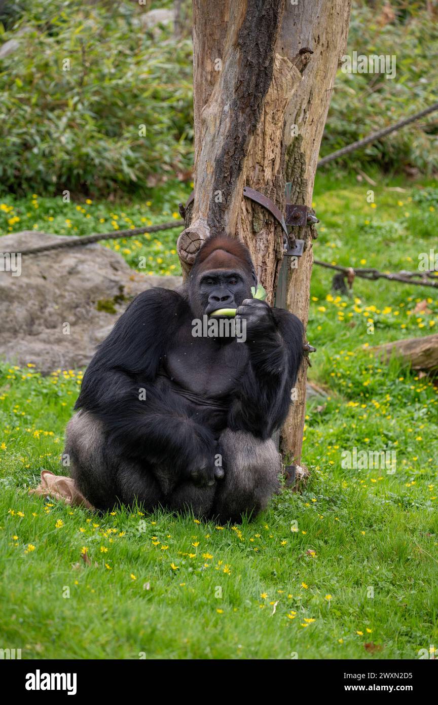 Uno shot verticale di un gorilla che mangia sgranocchiato su una foglia appoggiata su un albero Foto Stock