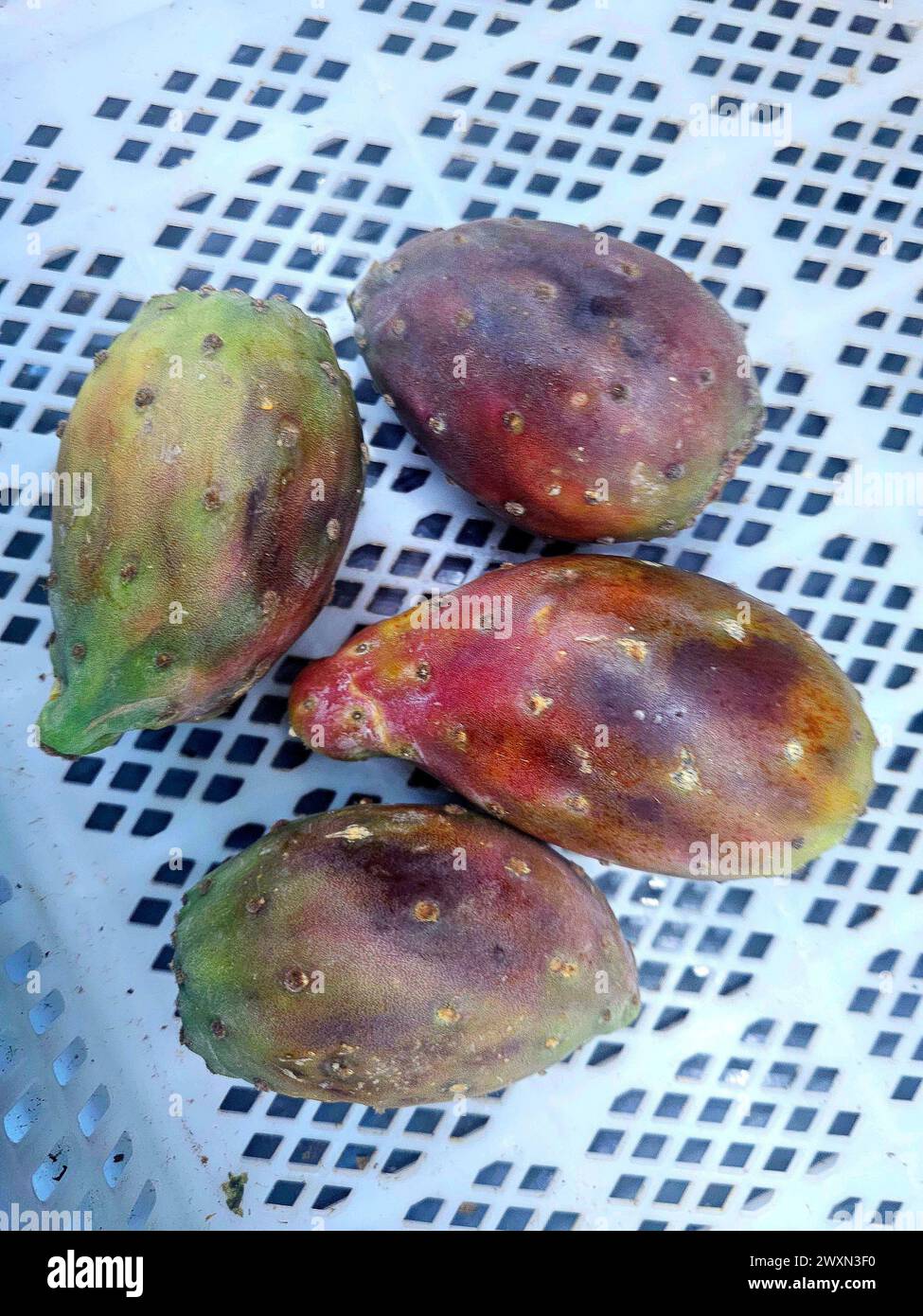 Tonno (Opuntia humifusa) in vendita a Iquitos, Perù Foto Stock