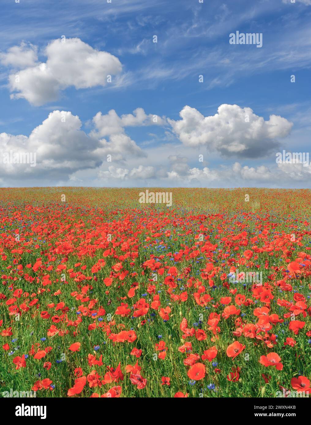 Campo di Poppy nella riserva naturale di Mönchgut, isola di Rügen, Mar baltico, Meclemburgo-Vorpommern, Germania Foto Stock