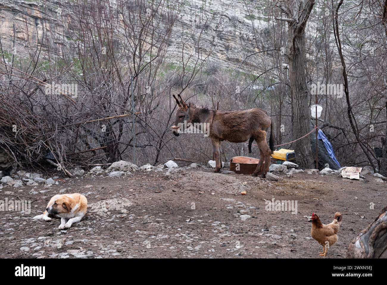 Nel villaggio di Gulan vicino a Ranya, un pastore torna dalle montagne con le mucche al tramonto, riflettendo la vita tradizionale del villaggio. Foto Stock