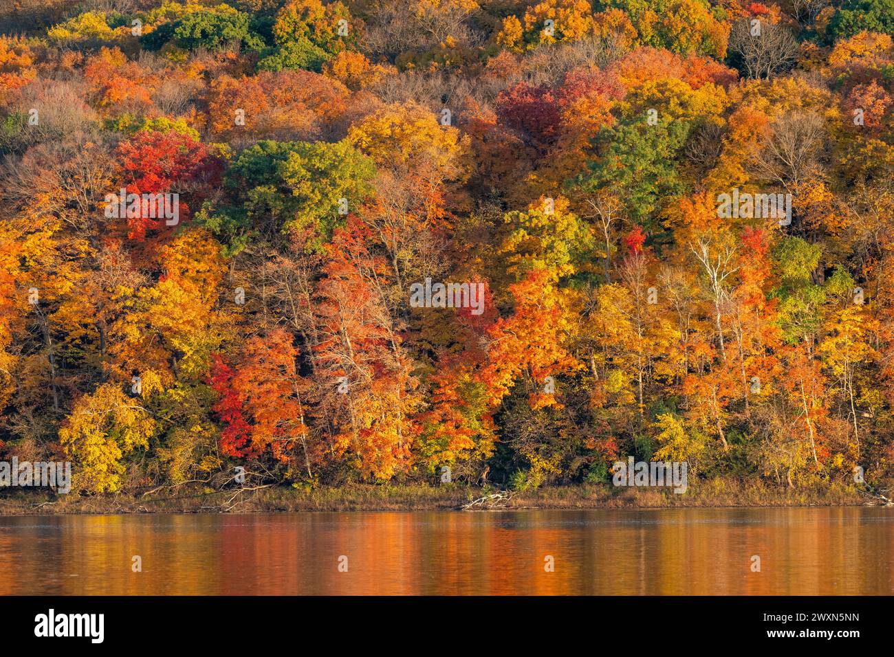 Colori autunnali lungo il fiume St.Croix, vicino a Stillwater, Minnesota, Autumn, USA, di Dominique Braud/Dembinsky Photo Assoc Foto Stock