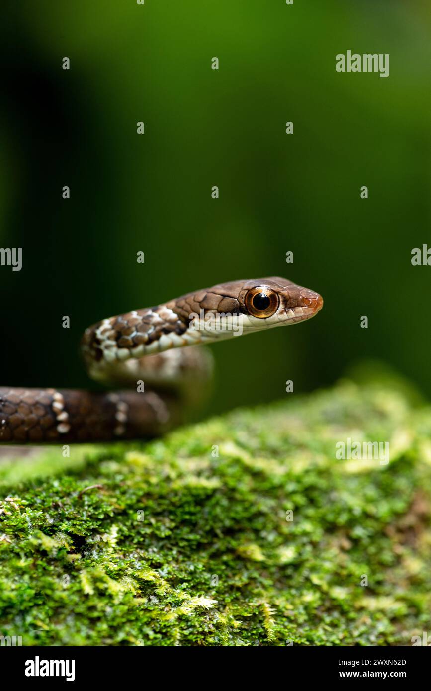 Immagine chiara di un serpente con occhi grandi e curiosi, spazio per testo e educazione ambientale. Foto Stock