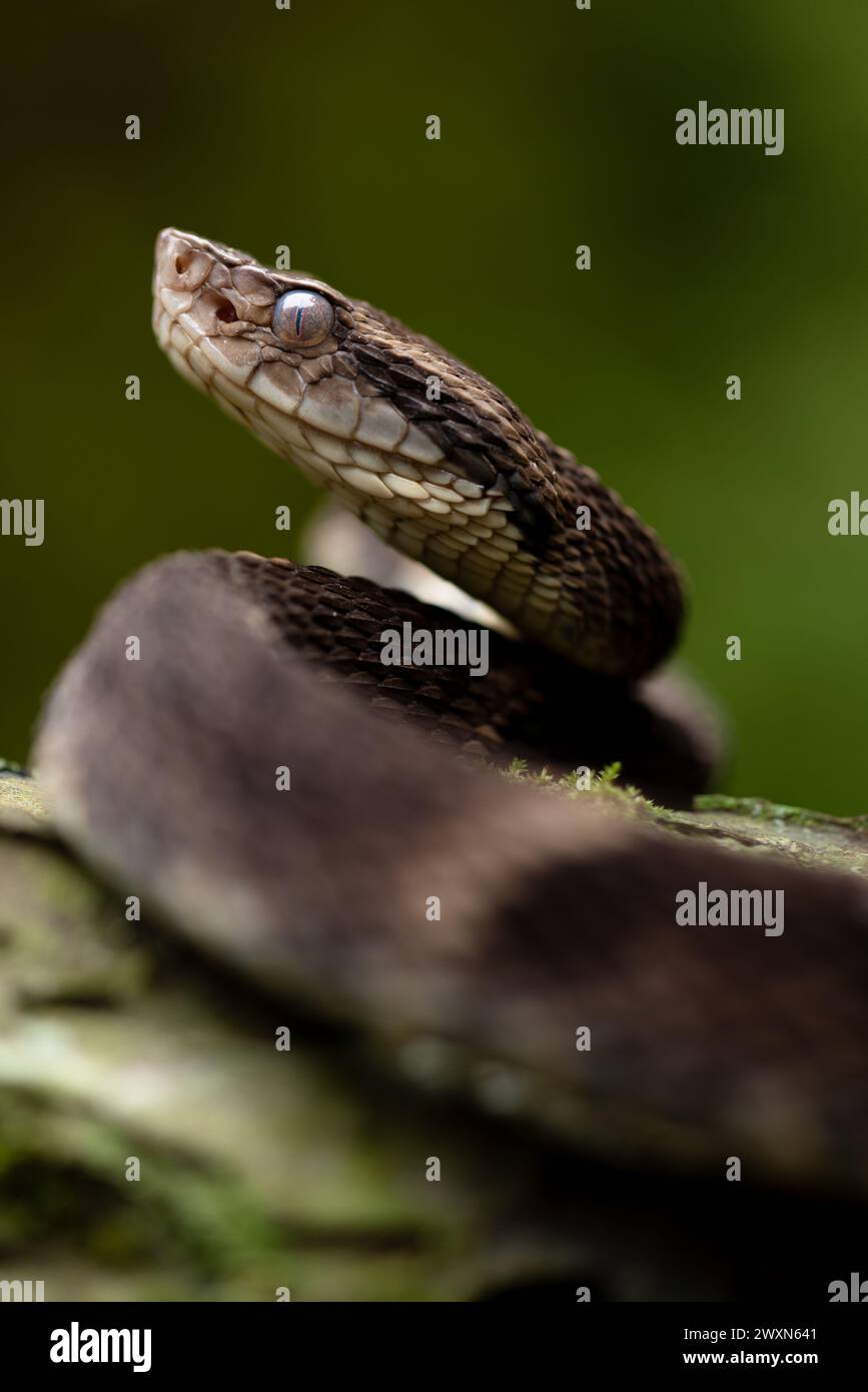 Pericolo, attenzione, questo è un Bothrops jaraca. Imbarcati in un'esplorazione dell'affascinante biodiversità dell'Amazzonia con questa splendida immagine di una jaraca Foto Stock