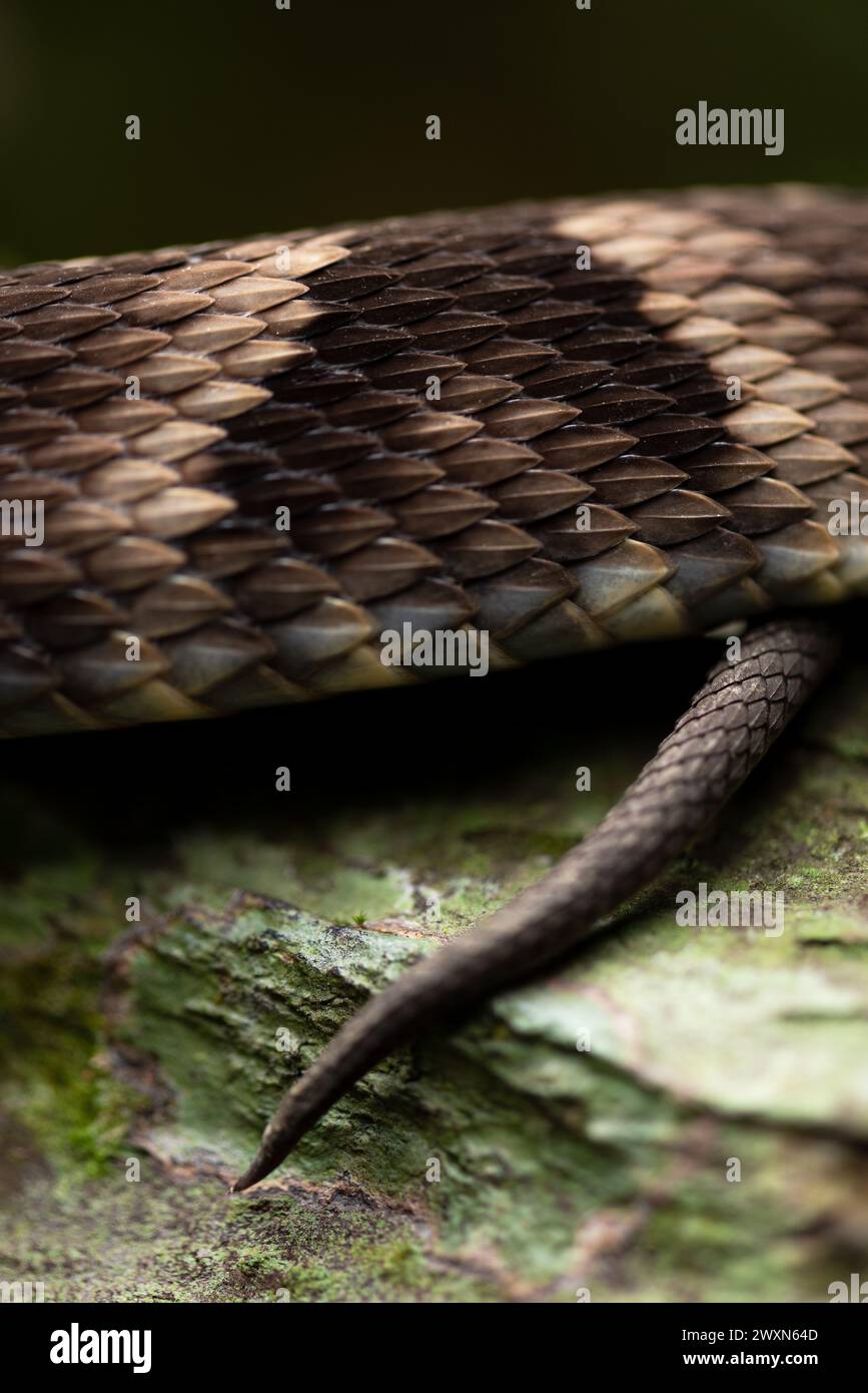 Bothops jaraca, esplora la bellezza intrinseca e la texture unica delle squame di serpente in questa splendida immagine. Foto Stock