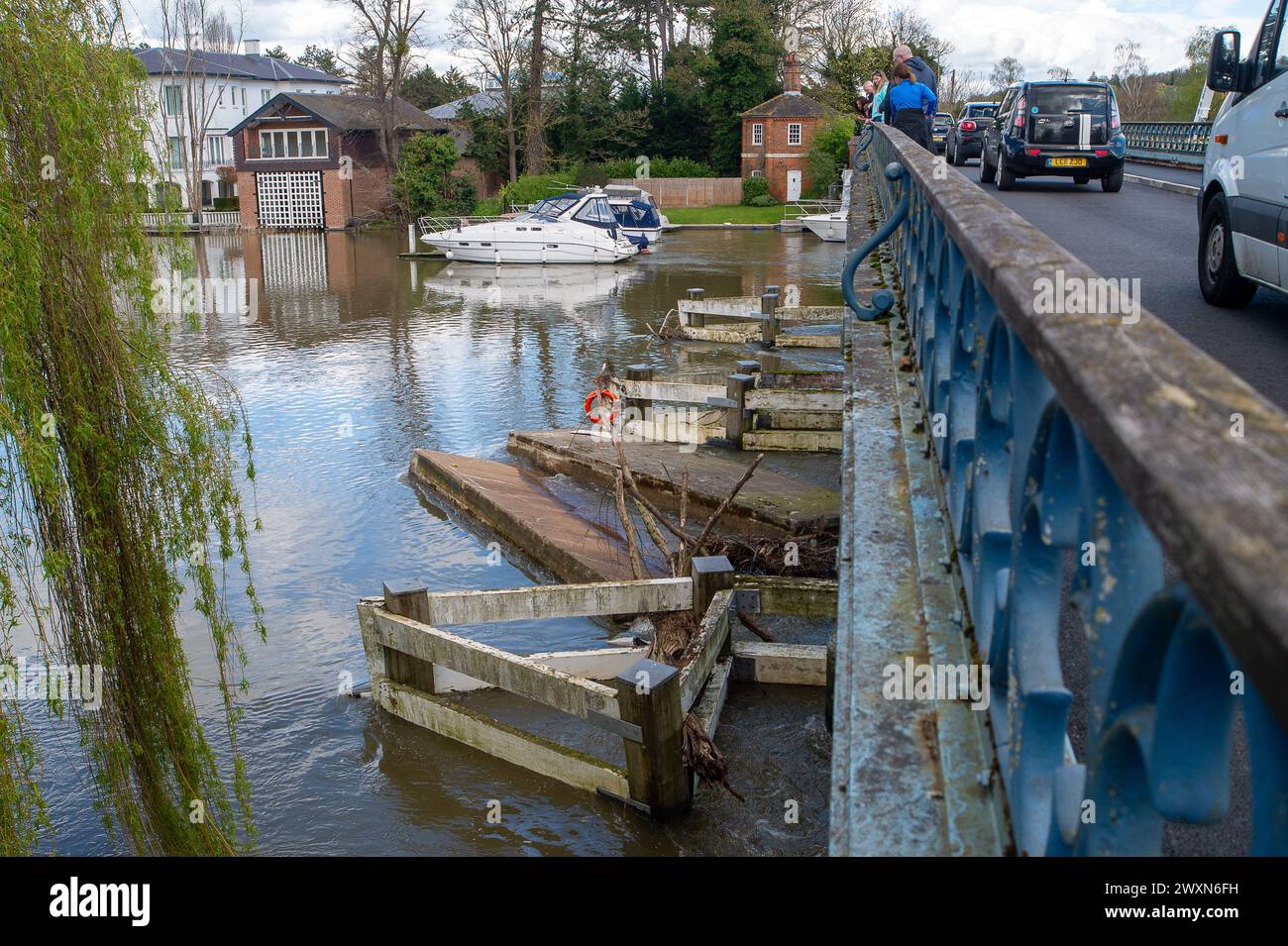 Cookham, Berkshire, Regno Unito. 1 aprile 2024. A seguito di forti piogge e inondazioni sul Tamigi, due enormi pontoni si sono staccati dalla Adventure Learning Foundation Longridge a Marlow nel Buckinghamshire e sono ora incastrati sotto il Cookham Bridge nel Berkshire, dove stanno bloccando parte del canale fluviale sotto il Cookham Bridge. Crediti: Maureen McLean/Alamy Live News Foto Stock