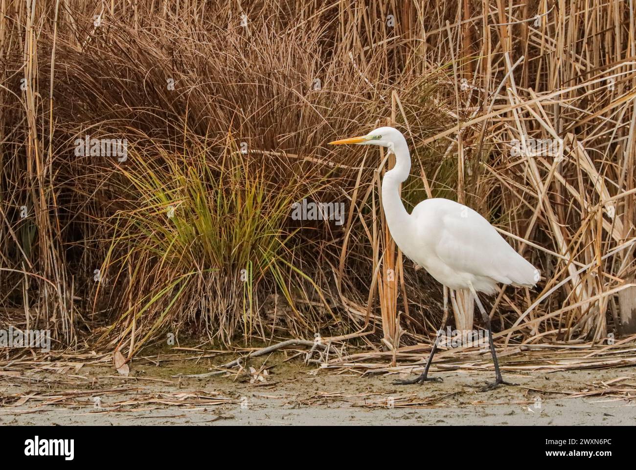 Grande egretta nella riserva naturale della grande Caric, lago di Neuchâtel, Svizzera Foto Stock