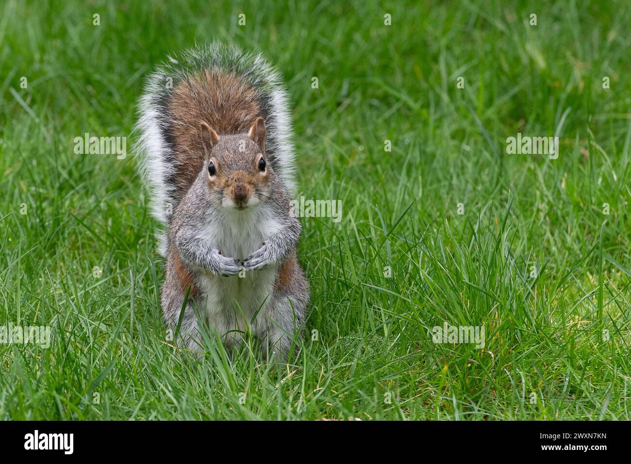 Maidenhead, Berkshire, Regno Unito. 1 aprile 2024. Un soffice scoiattolo grigio si ferma in un parco di Maidenhead, Berkshire, sperando di essere nutrito dai passanti. Gli scoiattoli grigi, Sciurus carolinensis, seppelliscono le noci nel terreno durante l'autunno per nutrirle durante l'inverno, quando le scorte alimentari sono scarse. Crediti: Maureen McLean/Alamy Live News Foto Stock