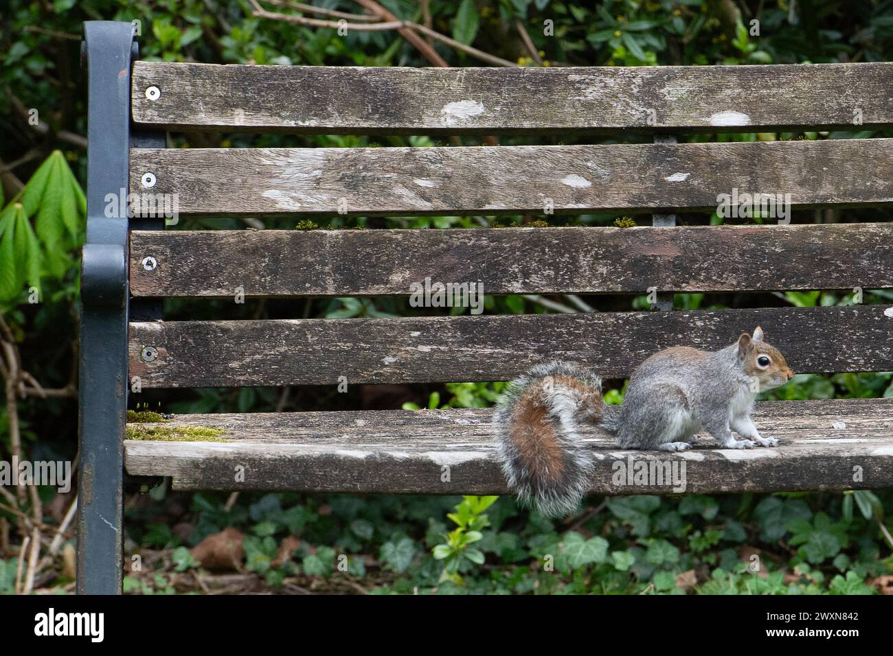 Maidenhead, Berkshire, Regno Unito. 1 aprile 2024. Un soffice scoiattolo grigio si ferma in un parco di Maidenhead, Berkshire, sperando di essere nutrito dai passanti. Gli scoiattoli grigi, Sciurus carolinensis, seppelliscono le noci nel terreno durante l'autunno per nutrirle durante l'inverno, quando le scorte alimentari sono scarse. Crediti: Maureen McLean/Alamy Live News Foto Stock