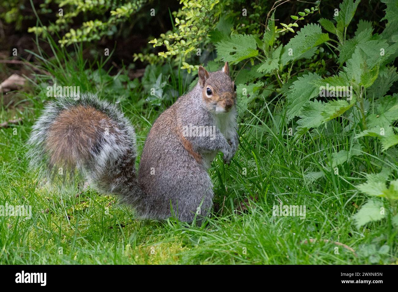 Maidenhead, Berkshire, Regno Unito. 1 aprile 2024. Un soffice scoiattolo grigio si ferma in un parco di Maidenhead, Berkshire, sperando di essere nutrito dai passanti. Gli scoiattoli grigi, Sciurus carolinensis, seppelliscono le noci nel terreno durante l'autunno per nutrirle durante l'inverno, quando le scorte alimentari sono scarse. Crediti: Maureen McLean/Alamy Live News Foto Stock