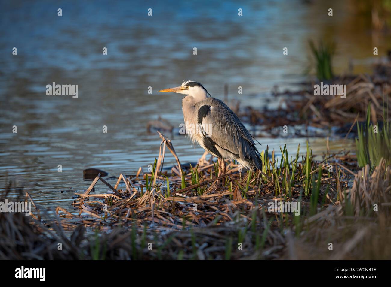 Aironi grigi seduti con nuove canne in crescita in primavera Foto Stock