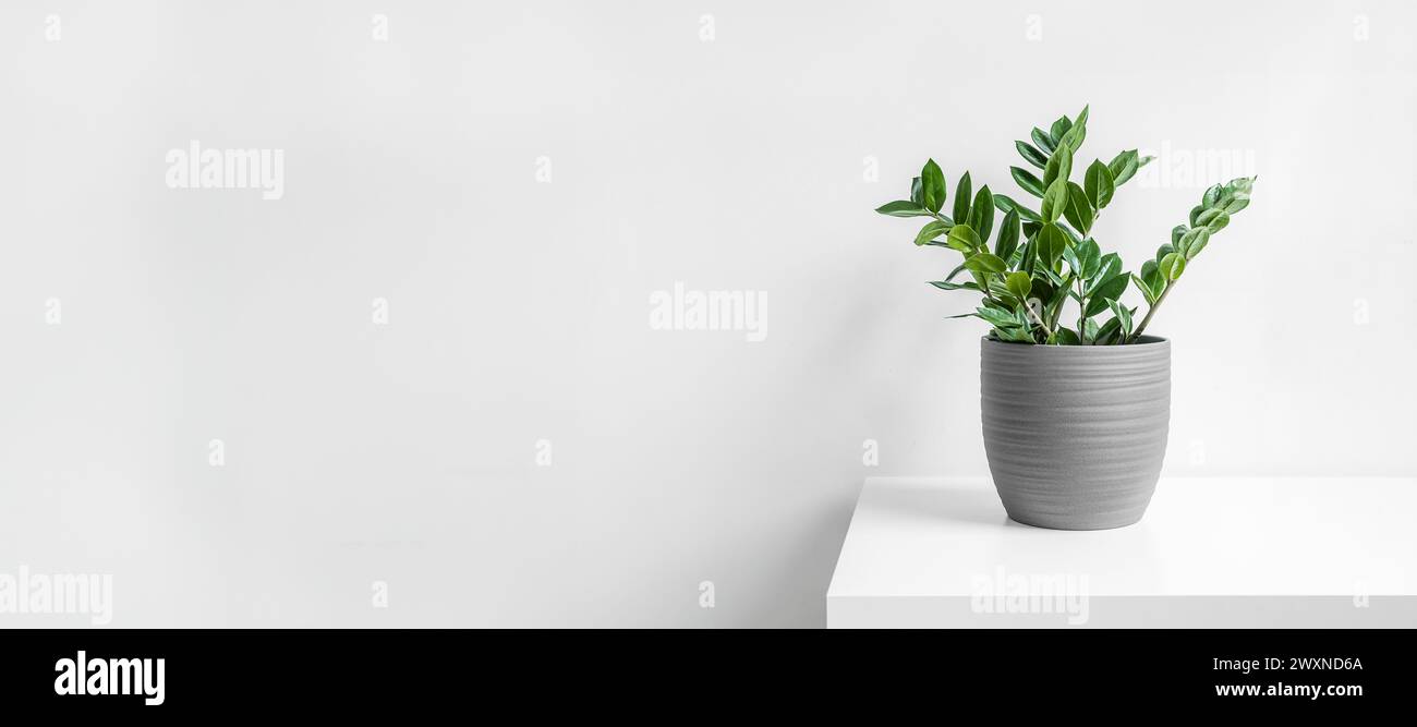 Zamioculcas, o pianta zamiifolia zz in una pentola di ceramica grigia su sfondo bianco, giardinaggio casalingo e banner minimale per l'arredamento con spazio per copie Foto Stock