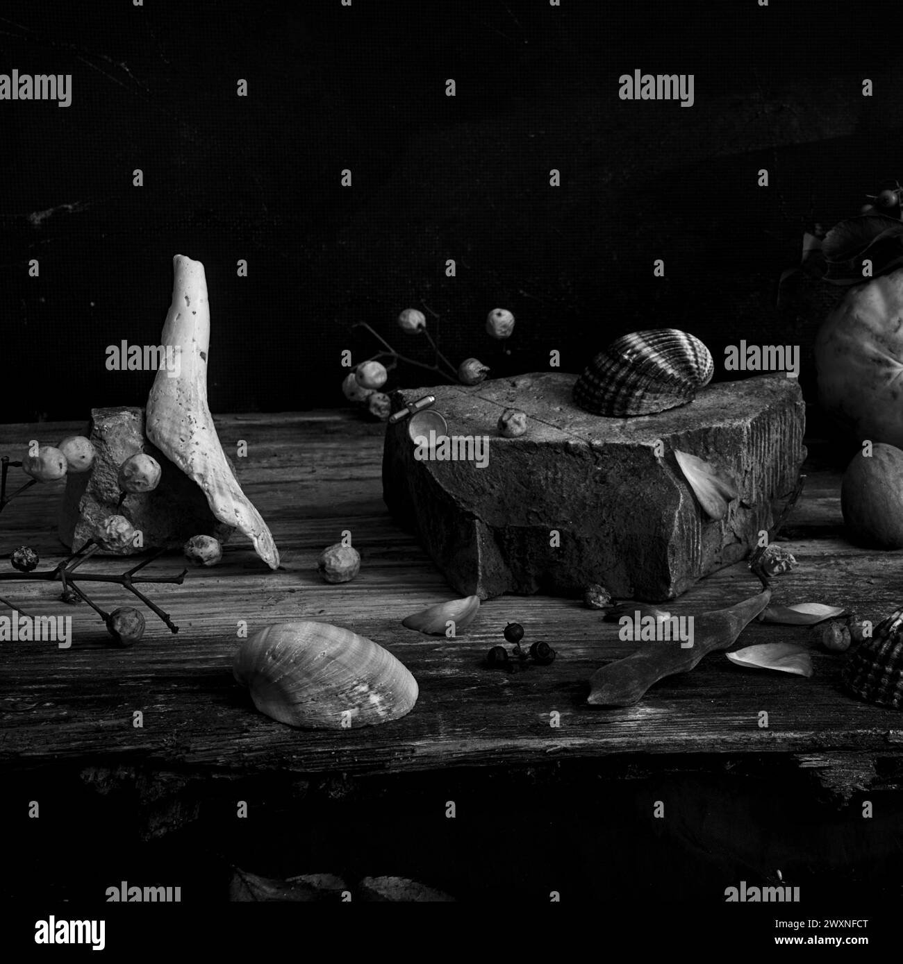 Fotografia di natura morta marina con conchiglie Foto Stock