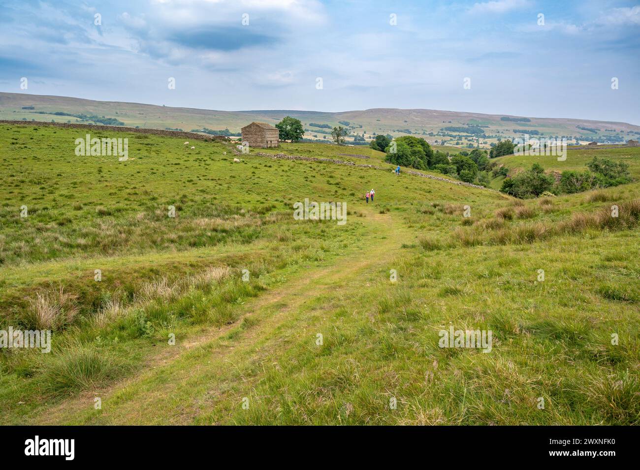Campo verde nella zona rurale in una giornata di sole con molta erba nello Yorkshire Dales in Inghilterra Foto Stock