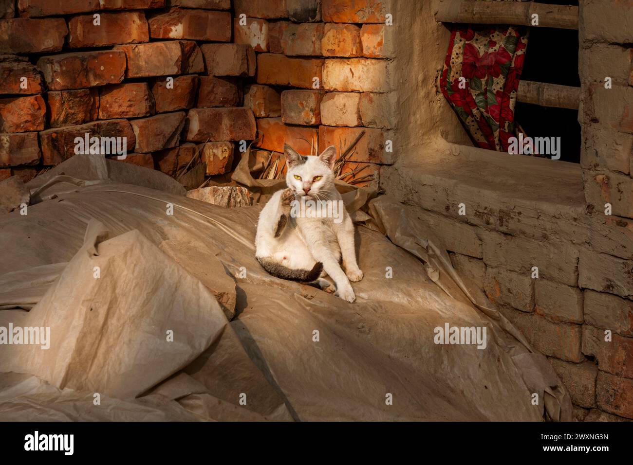 I gatti domestici a Khulna,Bangladesh. Foto Stock