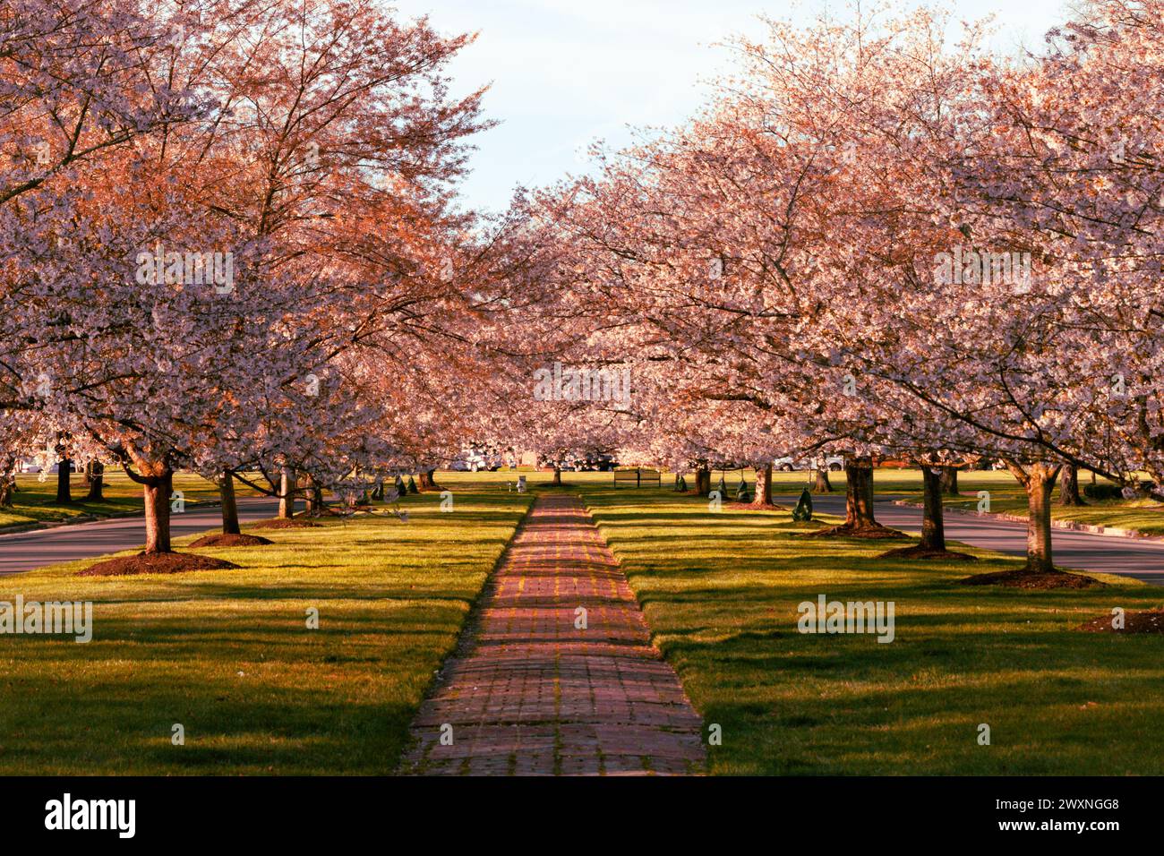 Richmond, Virginia - alberi di ciliegio in fiore su Windsor Way nella sezione Windsor Farms di Richmond Foto Stock