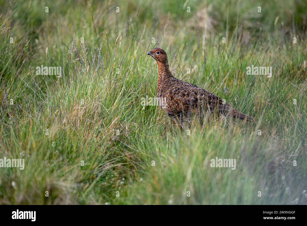 Red Grouse in posa nello Yorkshire Dales Lagopus lagopus Foto Stock
