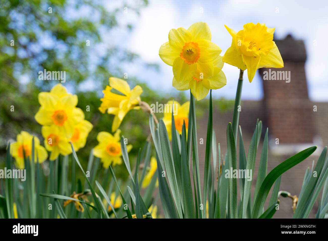 Daffodil - Narciso - fiorisce nella soleggiata giornata primaverile nel Kent, il Giardino d'Inghilterra nel Regno Unito Foto Stock