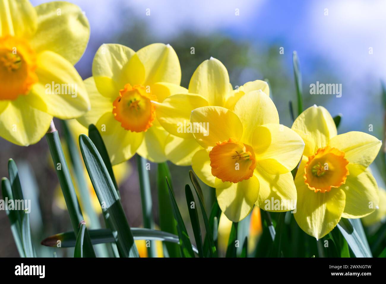 Daffodil - Narciso - fiorisce nella soleggiata giornata primaverile nel Kent, il Giardino d'Inghilterra nel Regno Unito Foto Stock