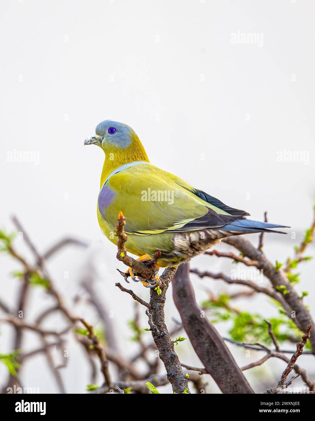 Un piccione verde dal piede giallo che riposa in cima all'albero Foto Stock