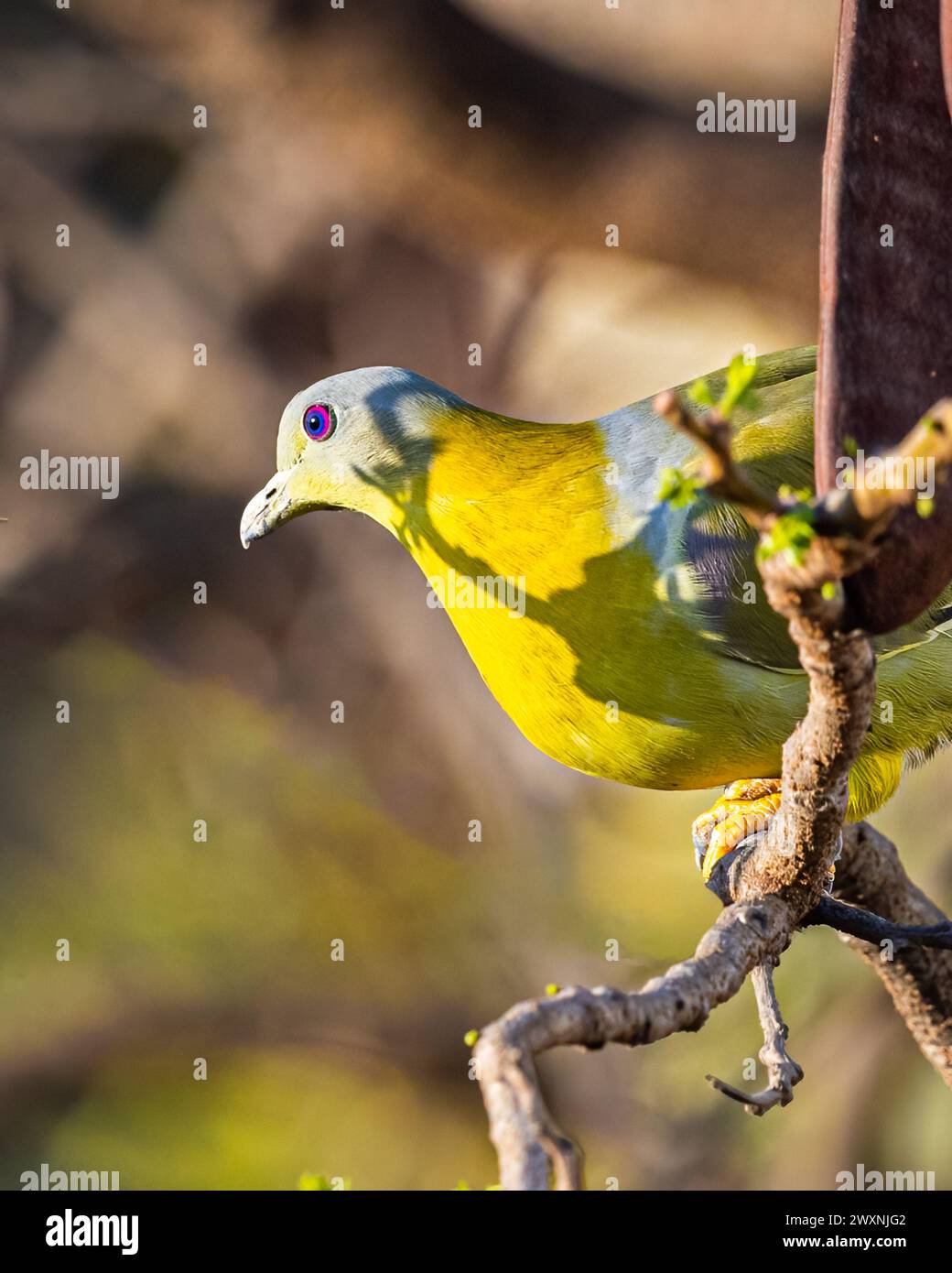 Un Pigeon verde dal piede giallo che poggia su un albero Foto Stock