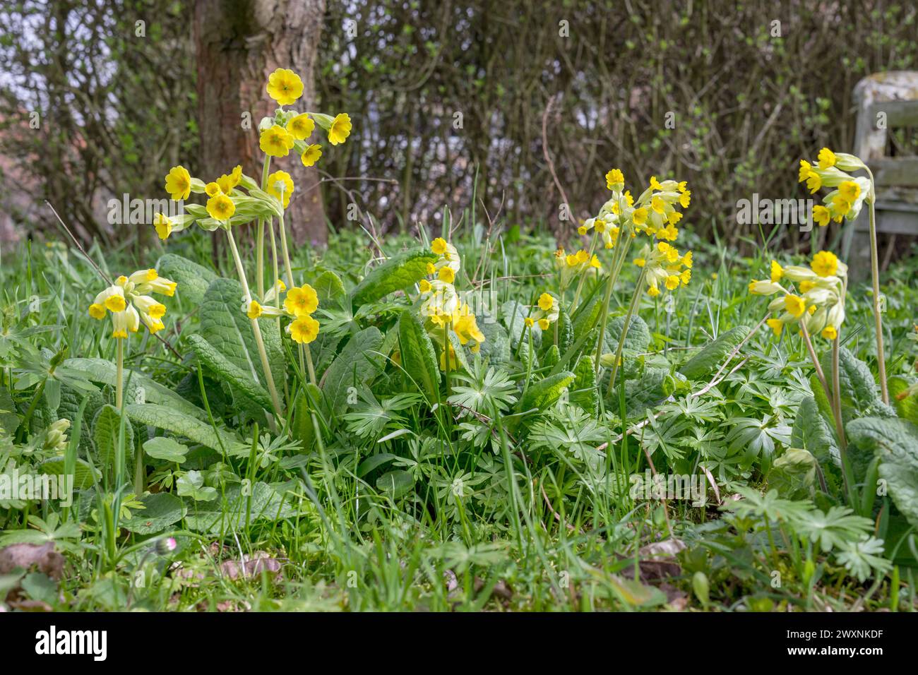 Fioritura di sciabole e piante selvatiche ai margini della siepe Foto Stock