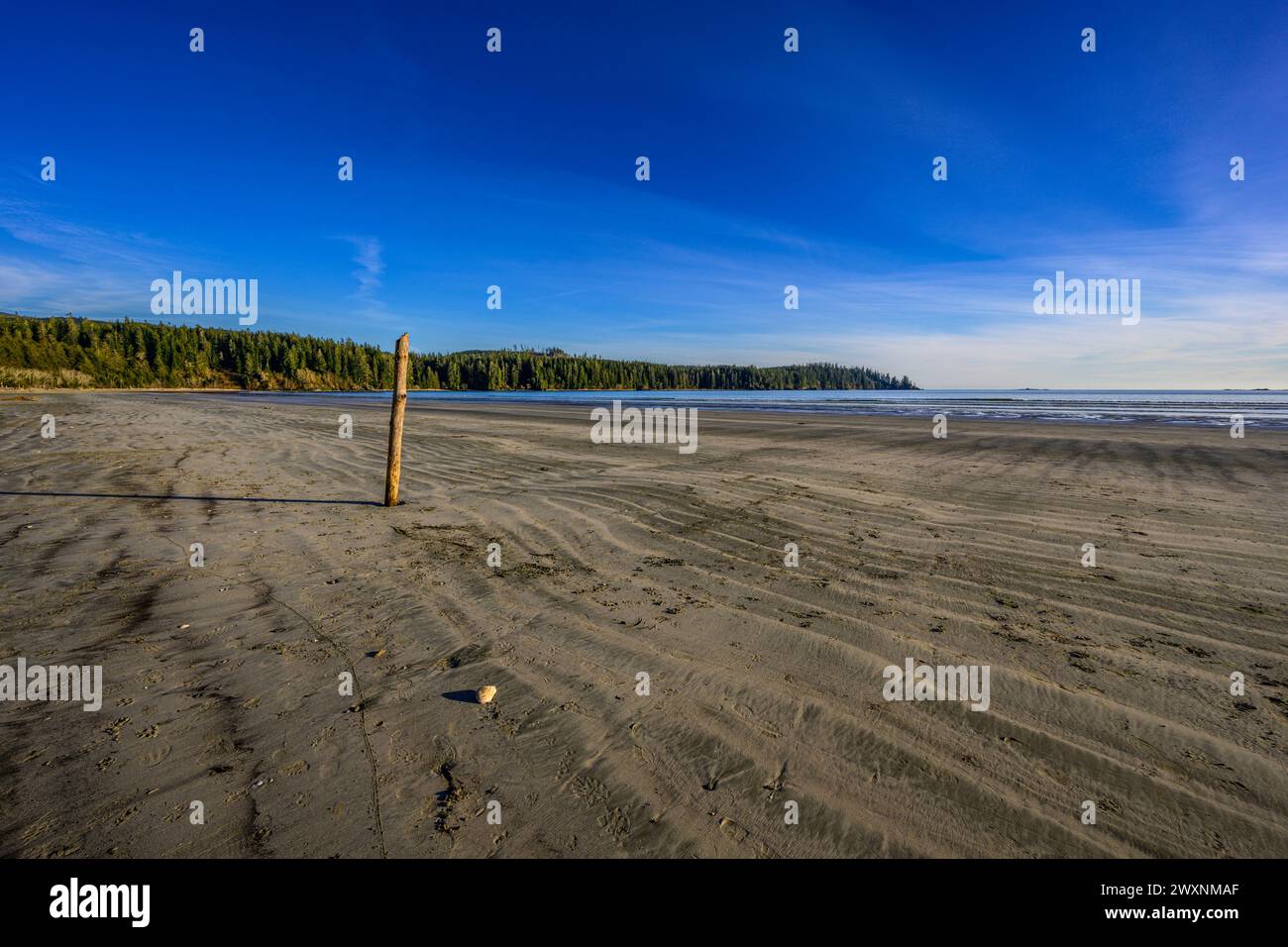 L'ampia spiaggia sabbiosa alla testa della Baia di Pachena sull'Isola di Vancouver Foto Stock
