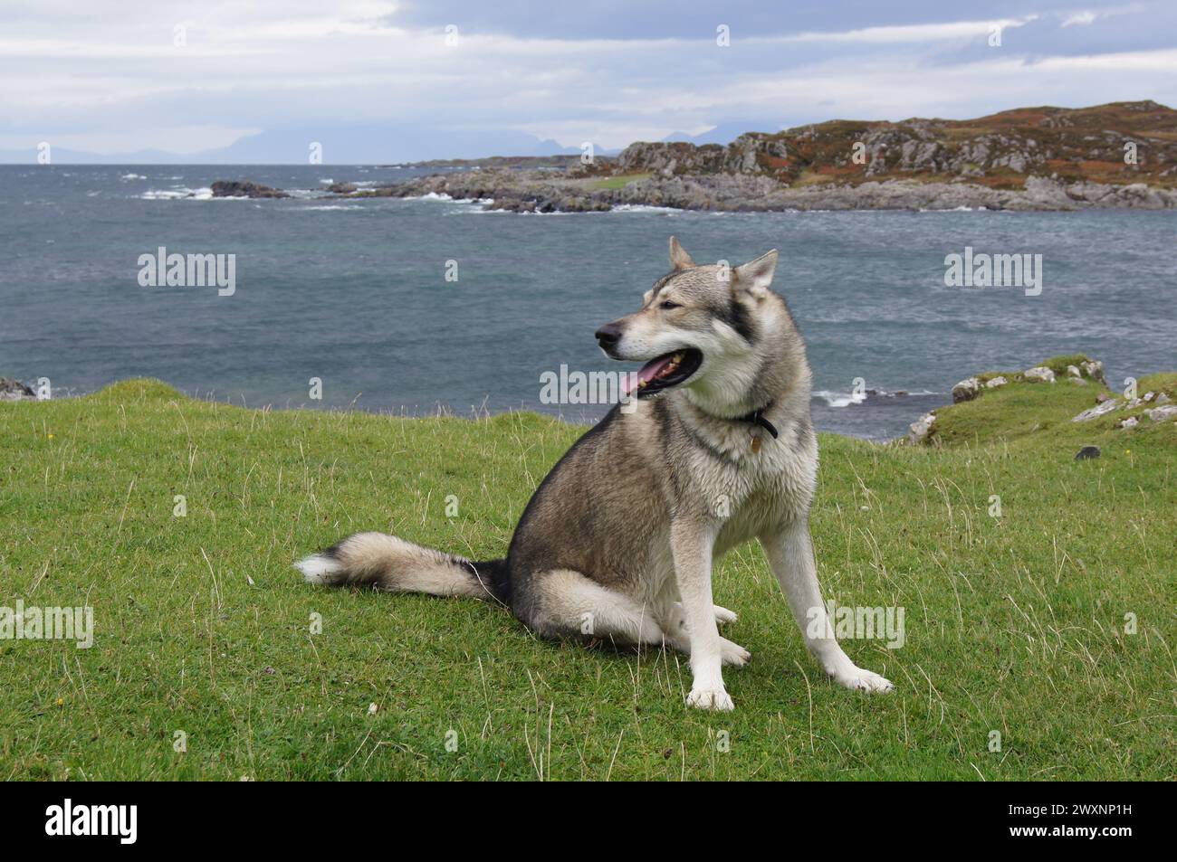 Tamaskan Wolf Dog a Rhu Beach vicino Arisaig a Lochaber, Inverness-shire, Scozia, Regno Unito Foto Stock