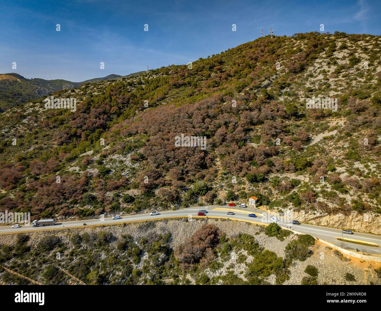 Siccità molto grave e morte della pineta di pietra (Pinus pinea) nel massiccio del Garraf, vicino al mare e Costes del Garraf (Barcellona, Spagna) Foto Stock