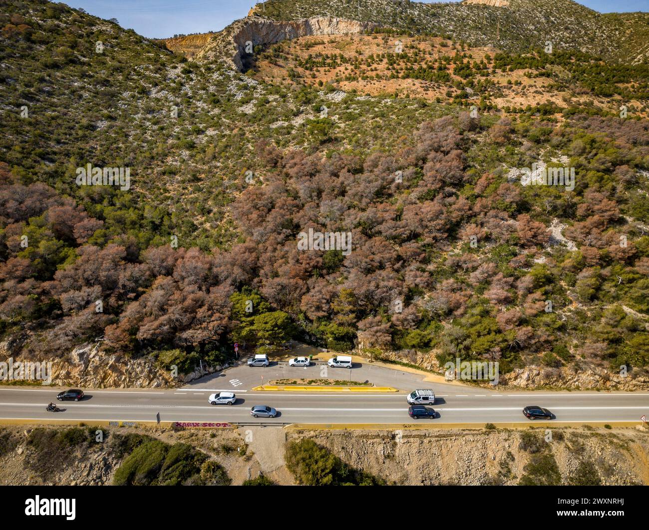 Siccità molto grave e morte della pineta di pietra (Pinus pinea) nel massiccio del Garraf, vicino al mare e Costes del Garraf (Barcellona, Spagna) Foto Stock