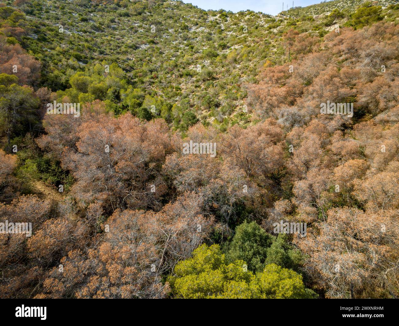 Siccità molto grave e morte della pineta di pietra (Pinus pinea) nel massiccio del Garraf, vicino al mare e Costes del Garraf (Barcellona, Spagna) Foto Stock