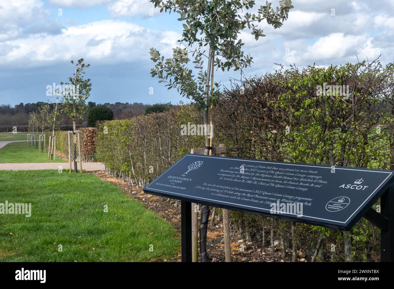 The Queen's Green Canopy, avenue of holm Oak Trees piantata per celebrare il Platinum Jubilee 2022 ad Ascot Heath, Berkshire, Inghilterra, Regno Unito Foto Stock