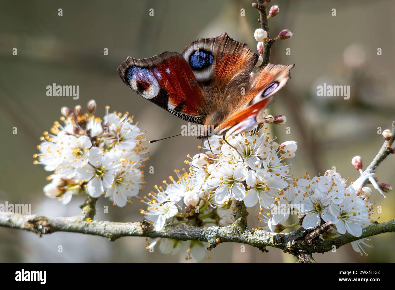 Farfalla di pavone (Aglais io) che si avvicina alla fioritura delle spine nere in primavera o marzo, Inghilterra, Regno Unito Foto Stock