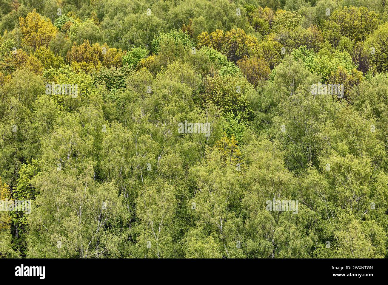 Sfondo naturale della foresta, alberi verdi Foto Stock