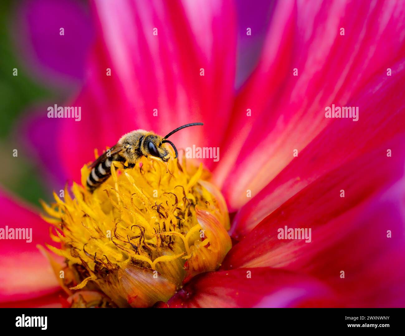 Macro di una grande ape solco a banda su una fioritura di dahlia Foto Stock