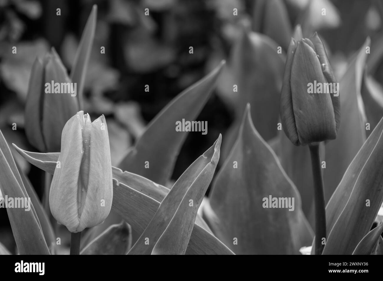 Il tempo primaverile in tedesco muensterland Foto Stock