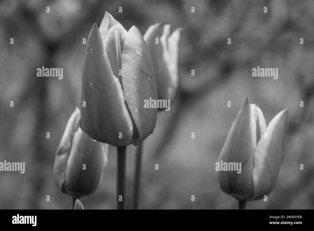 Il tempo primaverile in tedesco muensterland Foto Stock
