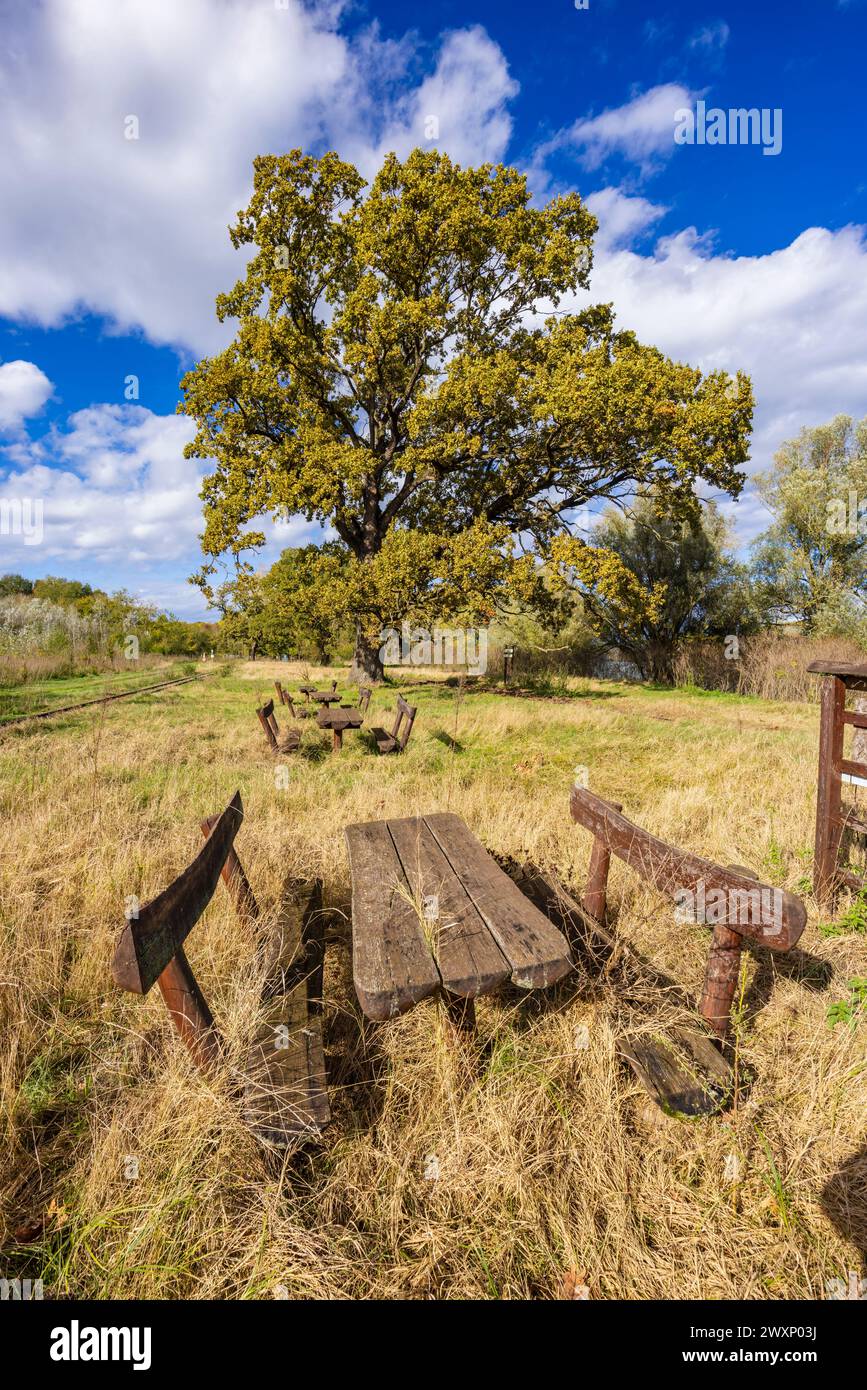 Gemenc, foresta unica tra Szekszard e Baja, Parco Nazionale Dunaj-Drava, Ungheria Foto Stock