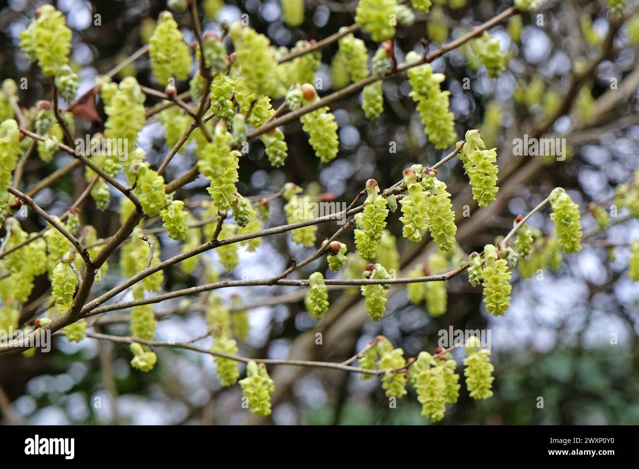 Giallo Corylopsis glabrescens, profumato albero di nocciola invernale, in fiore. Foto Stock