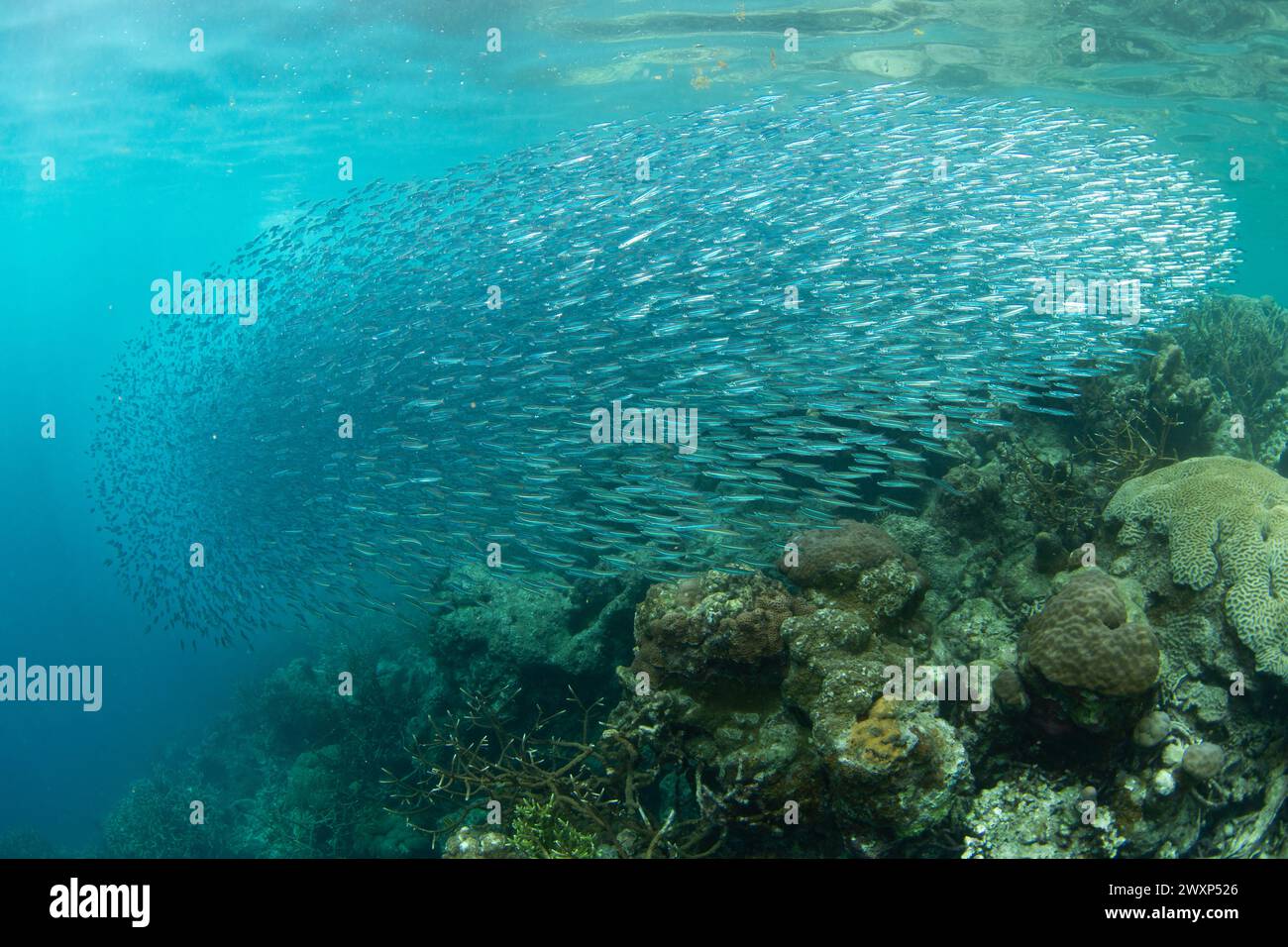 Una folta scuola di lati argentati nuota su una barriera corallina biodiversificata a Raja Ampat, Indonesia. Questa regione tropicale è conosciuta come il cuore del Triangolo dei Coralli. Foto Stock