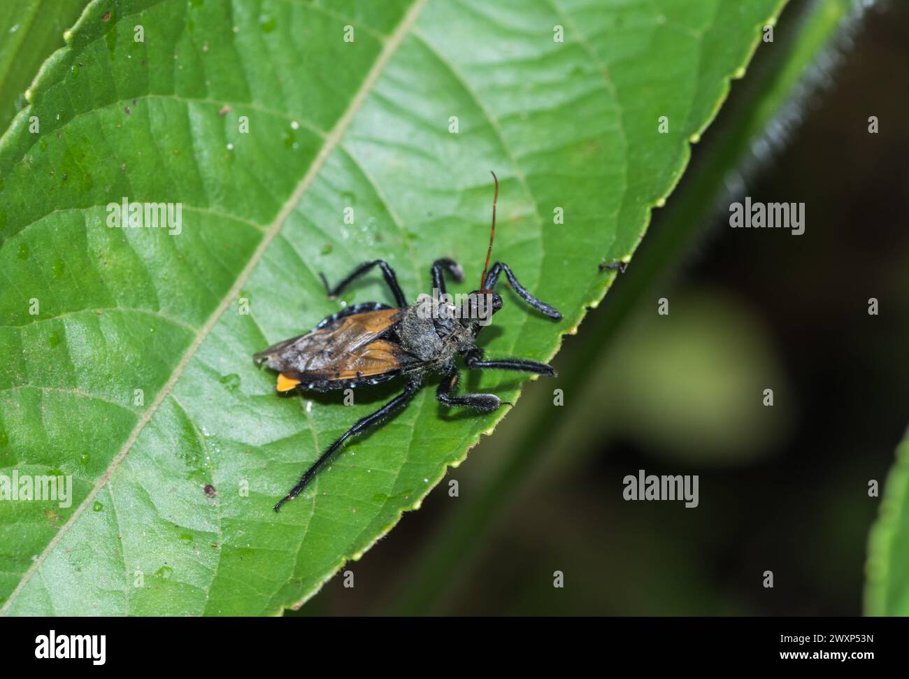 Un Bee Assassin Bug (Apiomerus sp.) Al Montezuma Eco-Lodge, Colombia Foto Stock